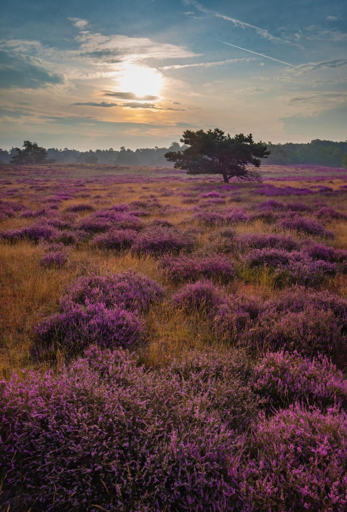 Vakantiehuis Vliegend Hert Veluwe Nunspeet Exterior foto